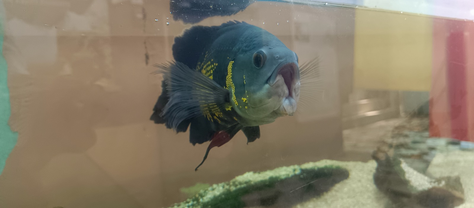Fish Excursion