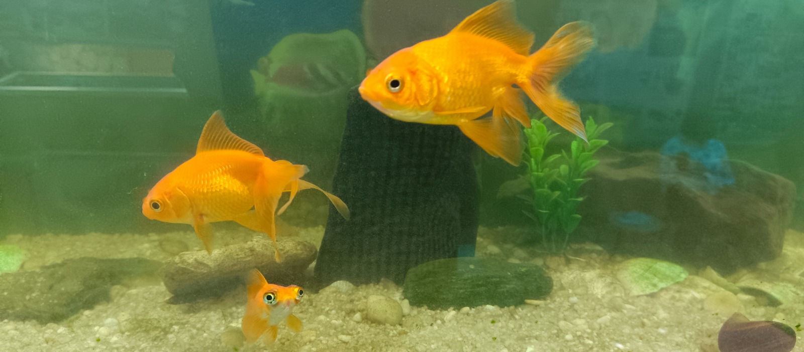 Fish Excursion